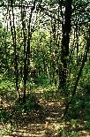 un 60 cm Hunter a 30 metri in leggera discesa