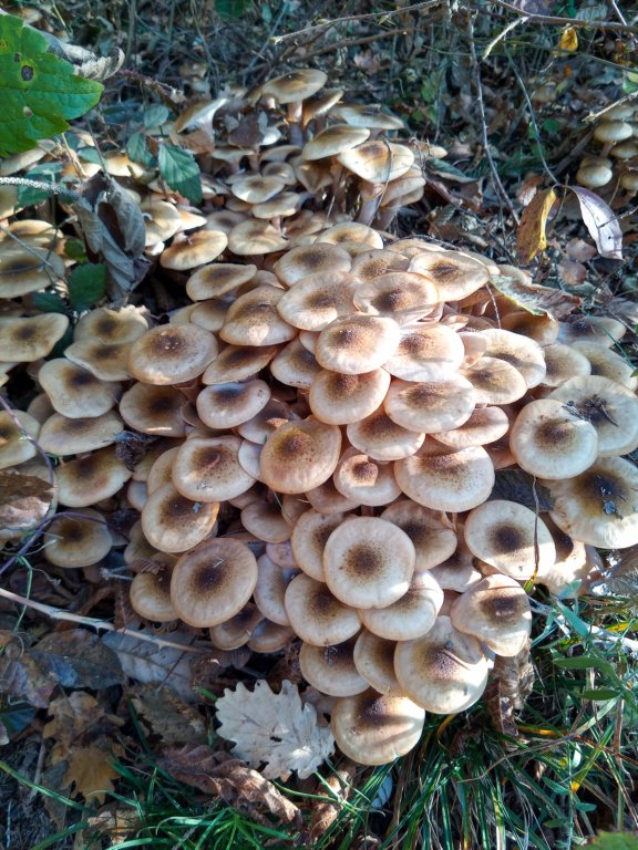 nov1102rotzo_funghi.jpg