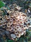 nov1102rotzo_funghi_small.jpg
