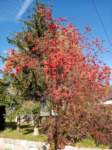nov1103rotzo_albero_small.jpg
