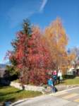 nov1104rotzo_albero_small.jpg