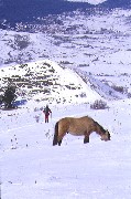 Discesa a Telemark tra cavalli bradi